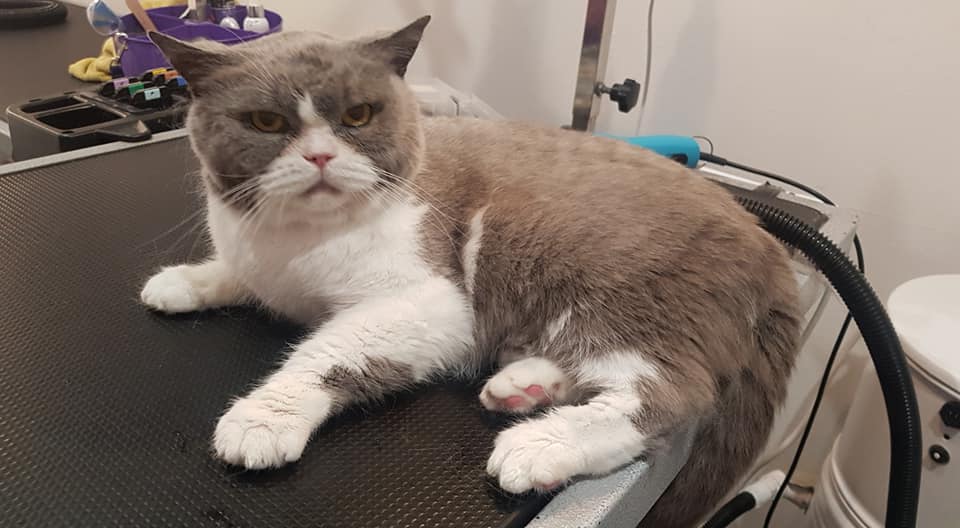 Employees - Kitten Caboodle Cat Grooming